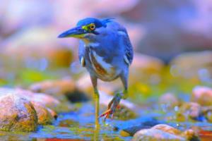 法甲联赛杯，激情与荣耀的完美结合法甲联赛杯