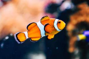 法甲联赛决赛篮球视频，激情对决与精彩瞬间法甲联赛决赛篮球视频